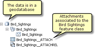Bird_Sightings feature class Bird_Sightings feature class